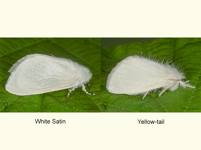  72.009 White Satin and female Yellow-tail Copyright Martin Evans 