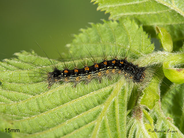  72.011 Gypsy Moth larva 15mm Copyright Martin Evans 