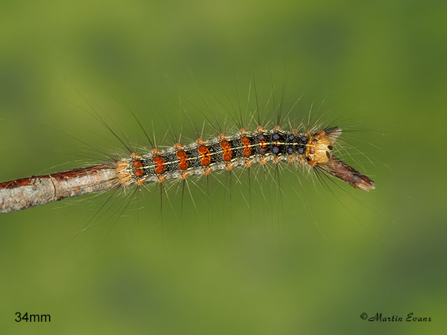  72.011 Gypsy Moth larva 34mm Copyright Martin Evans 