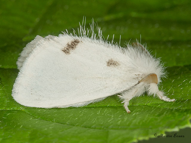  72.013 Yellow-tail Copyright Martin Evans 
