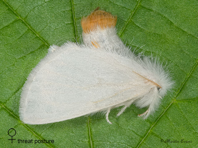  72.013 Yellow-tail female threat pose Copyright Martin Evans 