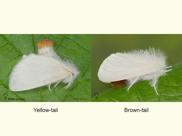  72.013 Yellow-tail and Brown-tail females Copyright Martin Evans 