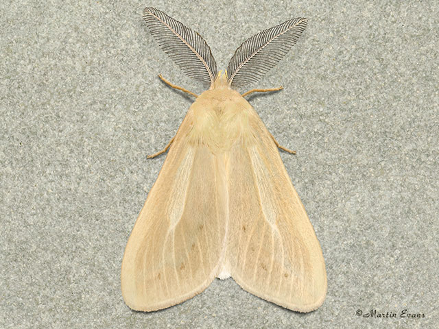 72.014 Reed Tussock Copyright Martin Evans 