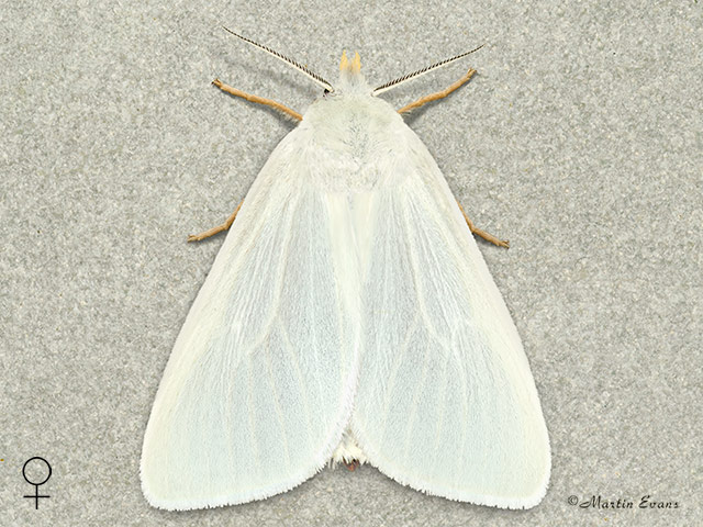  72.014 Reed Tussock female Copyright Martin Evans 