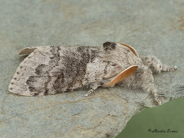  72.015 Pale Tussock Copyright Martin Evans 