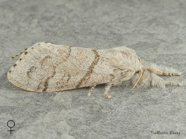  72.015 Pale Tussock female Copyright Martin Evans 