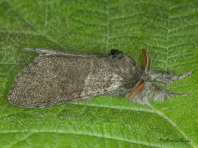  72.015 Pale Tussock Copyright Martin Evans 