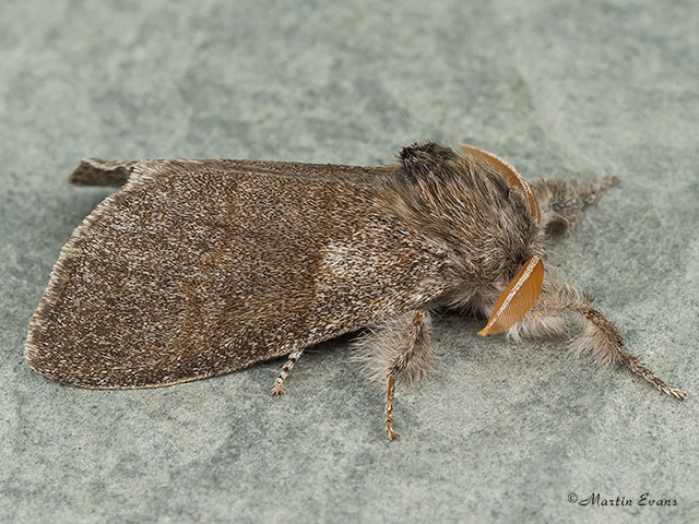  72.015 Pale Tussock Copyright Martin Evans 