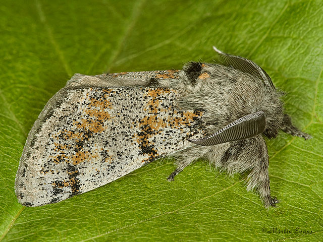  72.016 Dark Tussock Copyright Martin Evans 
