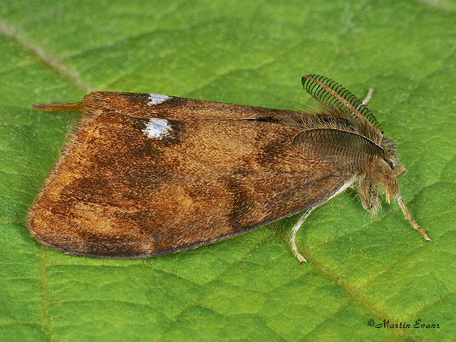  72.017 Vapourer Copyright Martin Evans 