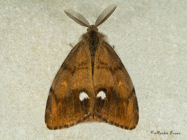  72.017 Vapourer Copyright Martin Evans 