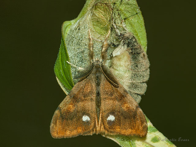  72.017 Vapourer pair Copyright Martin Evans 