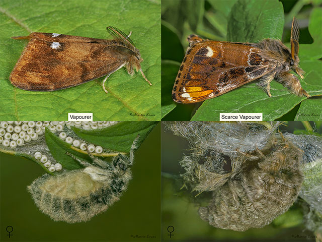  72.017 Vapourer and Scarce Vapourer Copyright Martin Evans 
