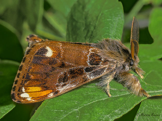  72.018 Scarce Vapourer Copyright Martin Evans 