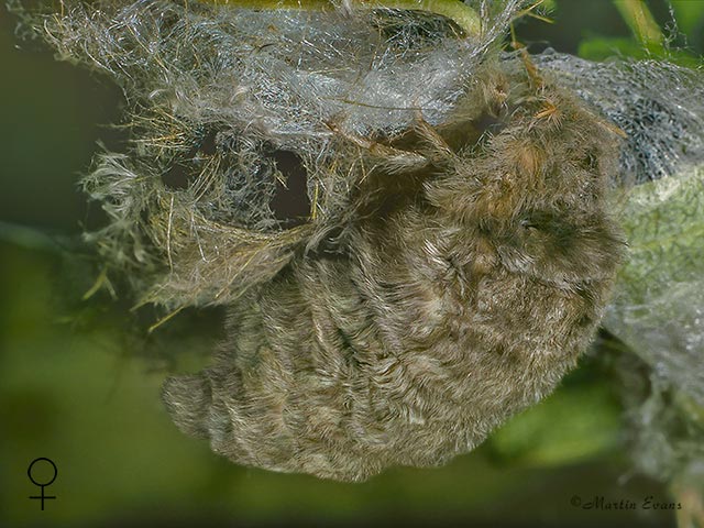  72.018 Scarce Vapourer female Copyright Martin Evans 