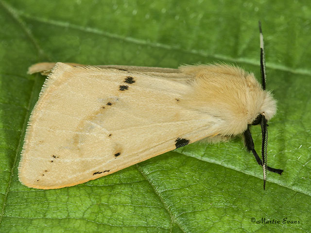  72.019 Buff Ermine Copyright Martin Evans 