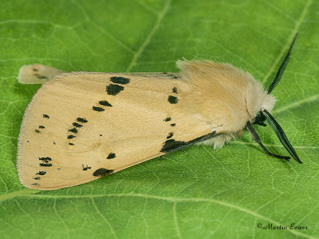  72.019 Buff Ermine Copyright Martin Evans 