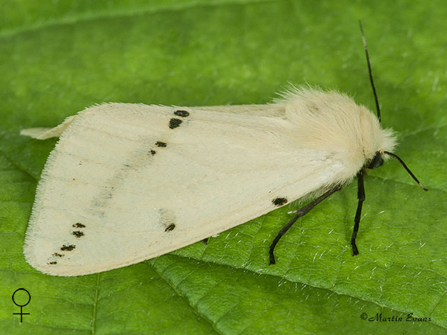 72.019 Buff Ermine female Copyright Martin Evans 