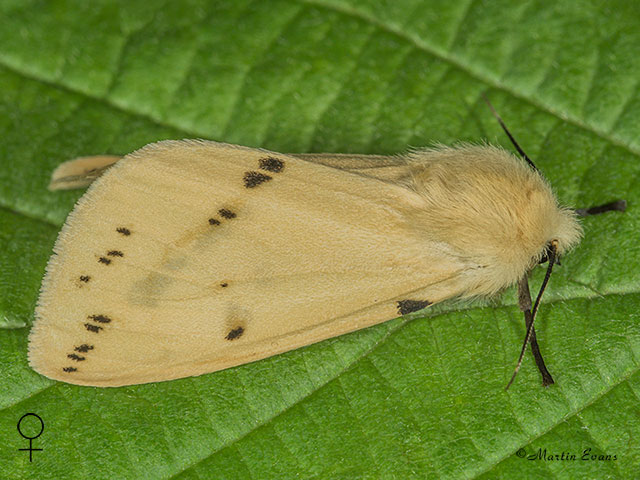  72.019 Buff Ermine female Copyright Martin Evans 