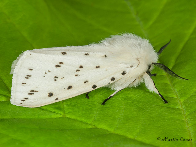 72.020 White Ermine Copyright Martin Evans 