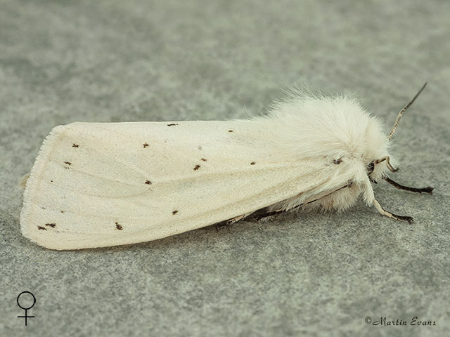  72.020 White Ermine female Copyright Martin Evans 
