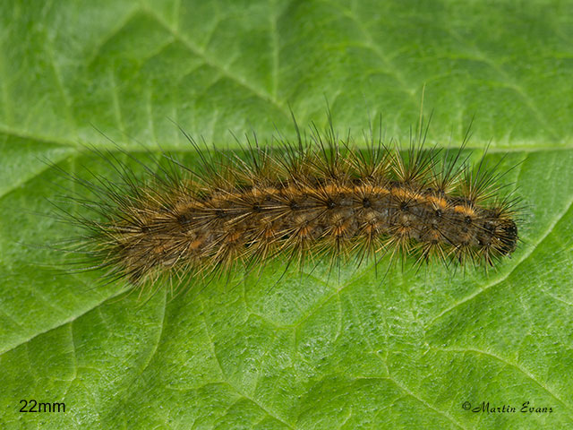  72.020 White Ermine larva 22mm Copyright Martin Evans 