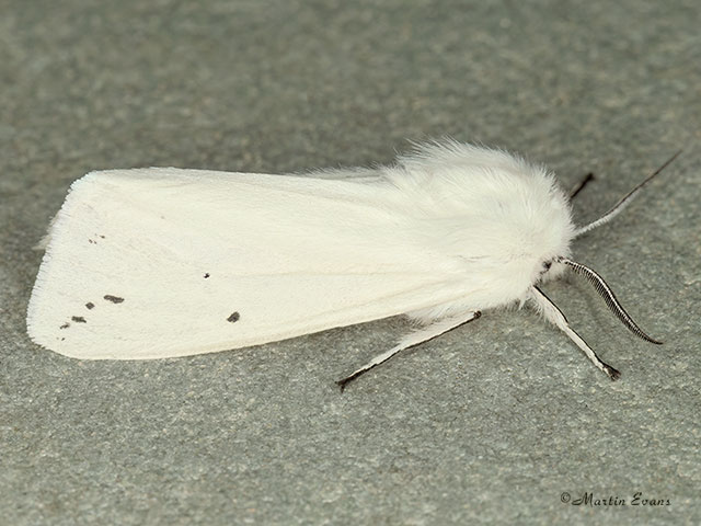  72.021 Water Ermine Copyright Martin Evans 