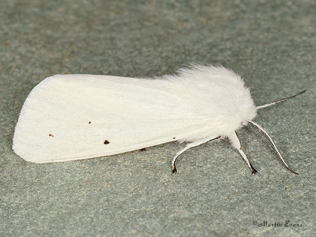  72.021 Water Ermine Copyright Martin Evans 