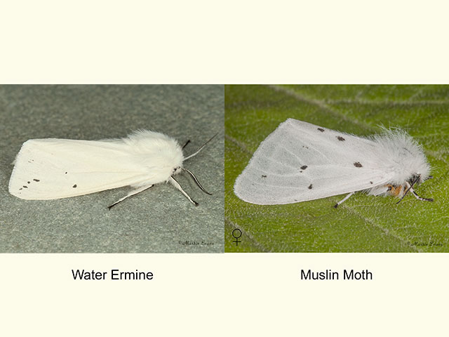  72.021 Water Ermine and female Muslin Moth Copyright Martin Evans 