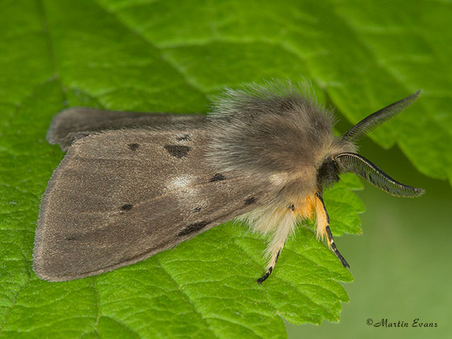  72.022 Muslin Moth male Copyright Martin Evans 
