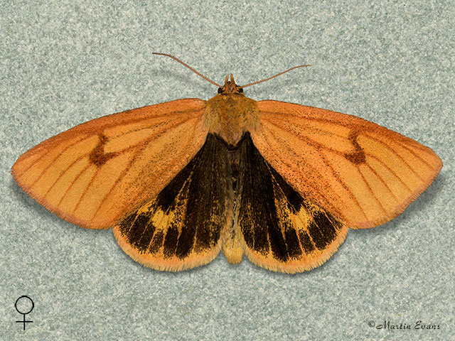  72.023 Clouded Buff female Copyright Martin Evans 