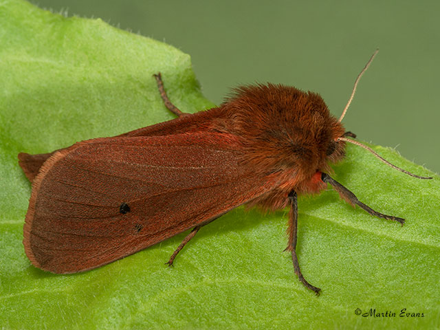  72.024 Ruby Tiger Copyright Martin Evans 