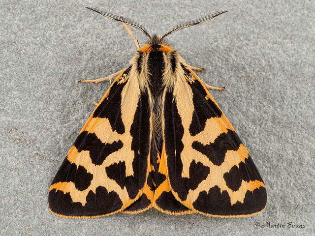  72.025 Wood Tiger Copyright Martin Evans 