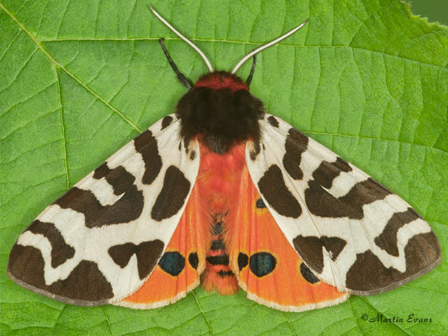  72.026 Garden Tiger Copyright Martin Evans 