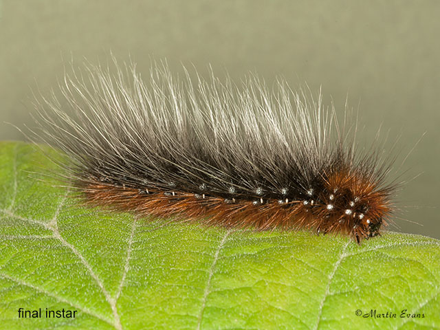  72.026 Garden Tiger larva 45mm Copyright Martin Evans 