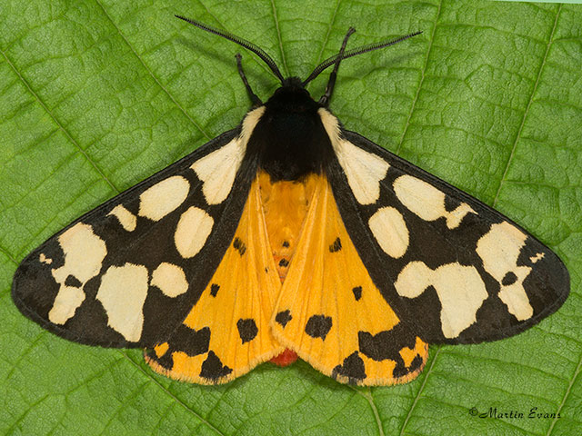  72.027 Cream-spot Tiger Copyright Martin Evans 