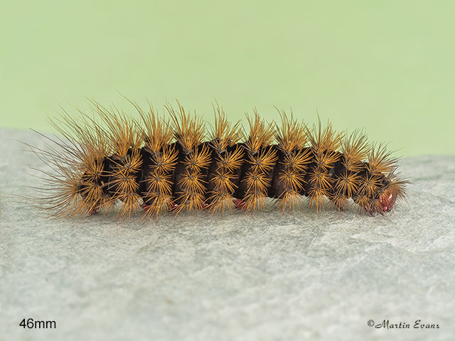  72.027 Cream-spot Tiger larva length 46mm Copyright Martin Evans 