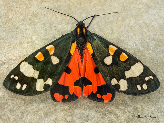  72.029 Scarlet Tiger Copyright Martin Evans 