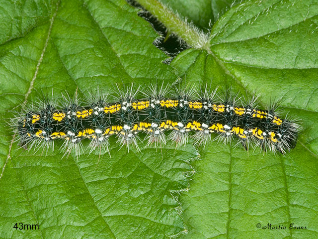  72.029 Scarlet Tiger larva 43mm Copyright Martin Evans 