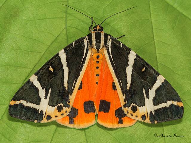  72.030 Jersey Tiger Copyright Martin Evans 