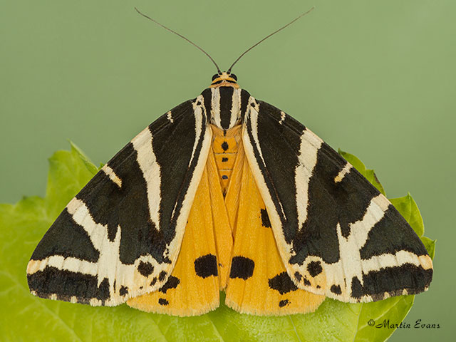  72.030 Jersey Tiger yellow form Copyright Martin Evans 