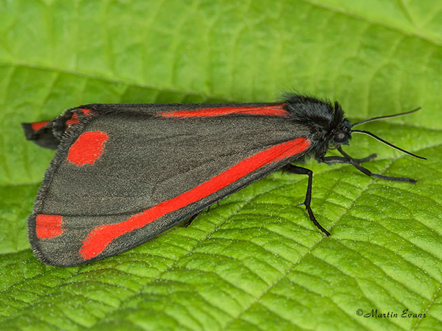  72.031 Cinnabar Copyright Martin Evans 