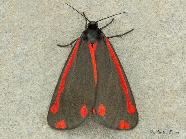  72.031 Cinnabar Copyright Martin Evans 