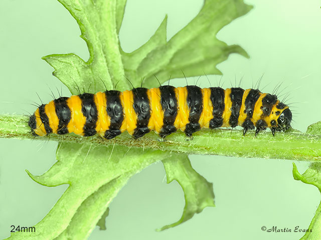  72.031 Cinnabar larva 24mm Copyright Martin Evans 