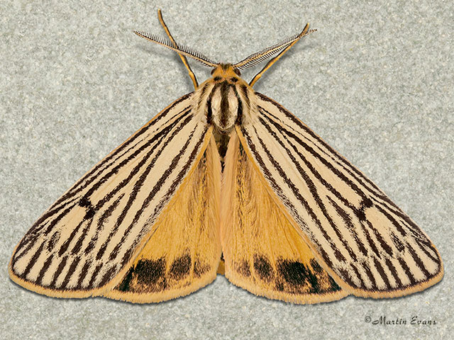  72.033 Feathered Footman  Copyright Martin Evans 