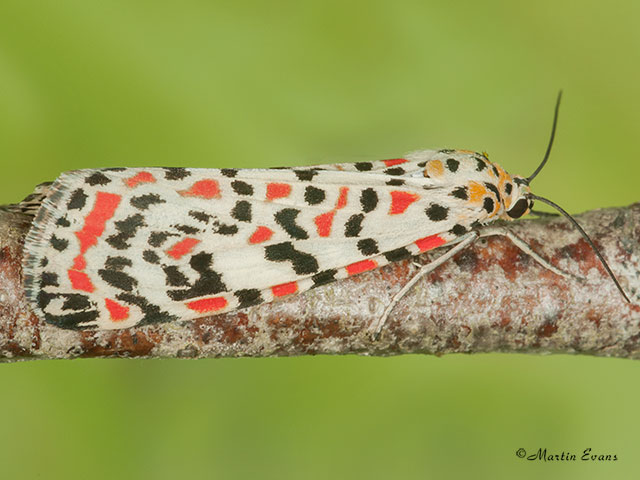  72.034 Crimson Speckled Copyright Martin Evans 