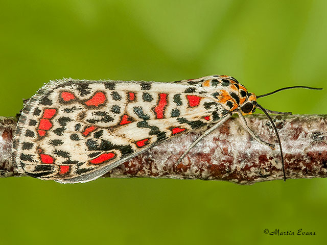  72.034 Crimson Speckled form Copyright Martin Evans 