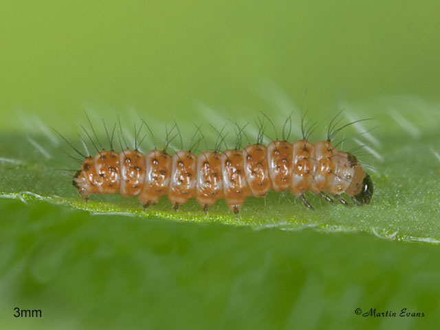  72.034 Crimson Speckled larva 3mm Copyright Martin Evans 