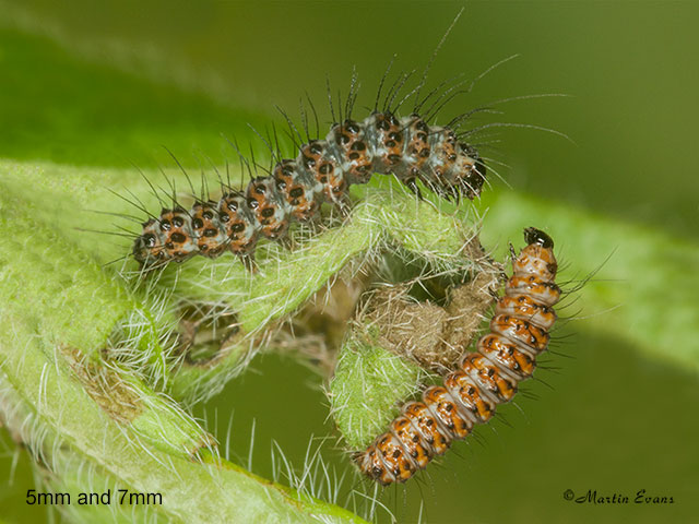  72.034 Crimson Speckled larvae 5mm and 7mm Copyright Martin Evans 