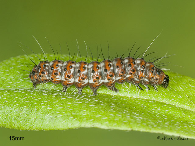  72.034 Crimson Speckled larva 15mm Copyright Martin Evans 